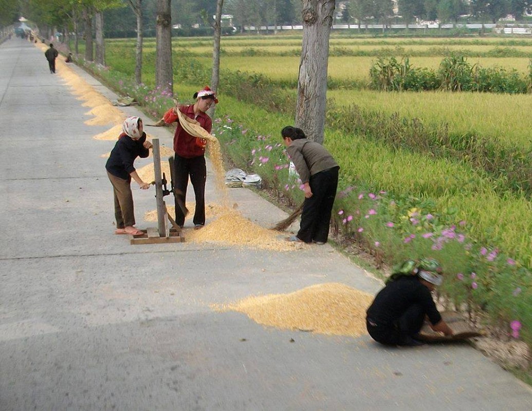 Bo anh hiem ve nong dan Trieu Tien-Hinh-11